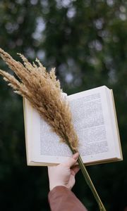 Preview wallpaper book, spikelets, bouquet, hand