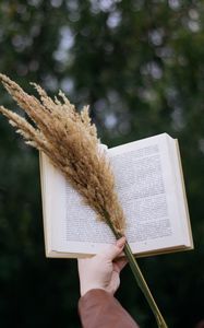 Preview wallpaper book, spikelets, bouquet, hand