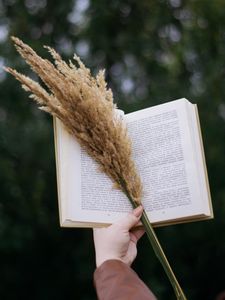 Preview wallpaper book, spikelets, bouquet, hand