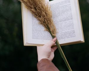 Preview wallpaper book, spikelets, bouquet, hand