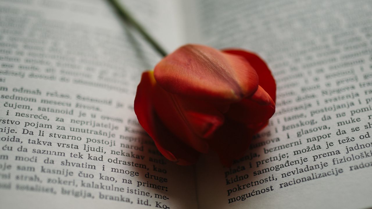 Wallpaper book, tulip, flower, red