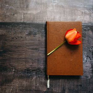 Preview wallpaper book, tulip, flower