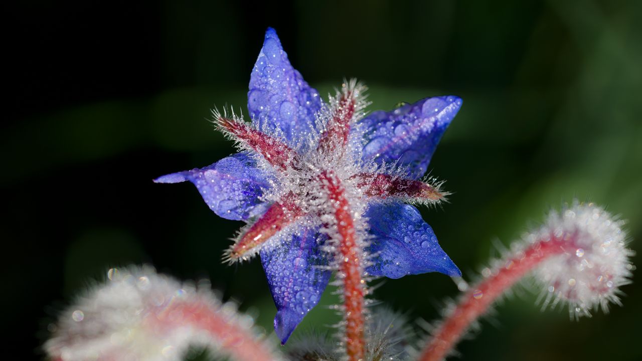 Wallpaper borage, flower, petals, macro