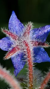 Preview wallpaper borage, flower, petals, macro