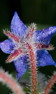 Preview wallpaper borage, flower, petals, macro