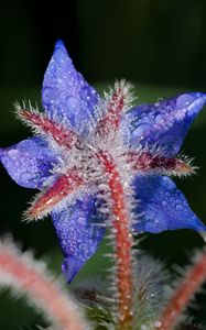 Preview wallpaper borage, flower, petals, macro