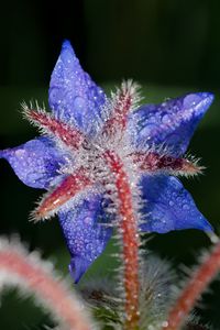 Preview wallpaper borage, flower, petals, macro