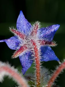 Preview wallpaper borage, flower, petals, macro