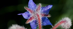 Preview wallpaper borage, flower, petals, macro