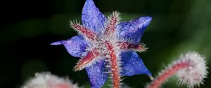 Preview wallpaper borage, flower, petals, macro