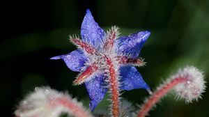 Preview wallpaper borage, flower, petals, macro