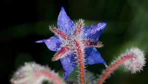 Preview wallpaper borage, flower, petals, macro