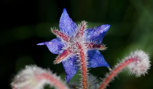 Preview wallpaper borage, flower, petals, macro