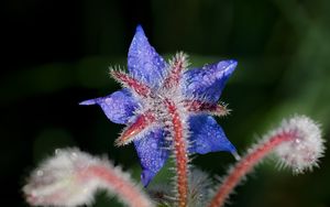 Preview wallpaper borage, flower, petals, macro