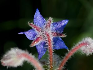 Preview wallpaper borage, flower, petals, macro