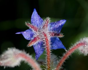 Preview wallpaper borage, flower, petals, macro