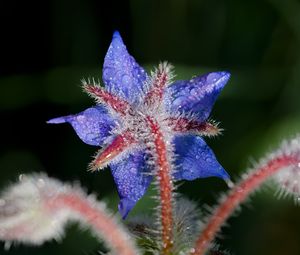 Preview wallpaper borage, flower, petals, macro