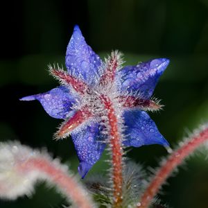 Preview wallpaper borage, flower, petals, macro