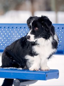 Preview wallpaper border collie, dog, bench, snow
