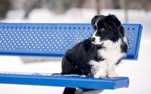 Preview wallpaper border collie, dog, bench, snow