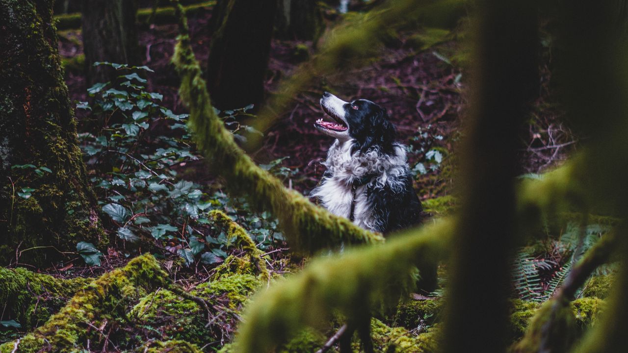 Wallpaper border collie, dog, forest, pet