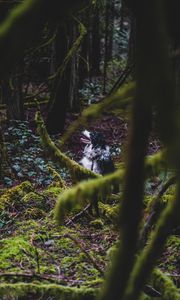 Preview wallpaper border collie, dog, forest, pet