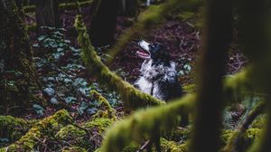 Preview wallpaper border collie, dog, forest, pet