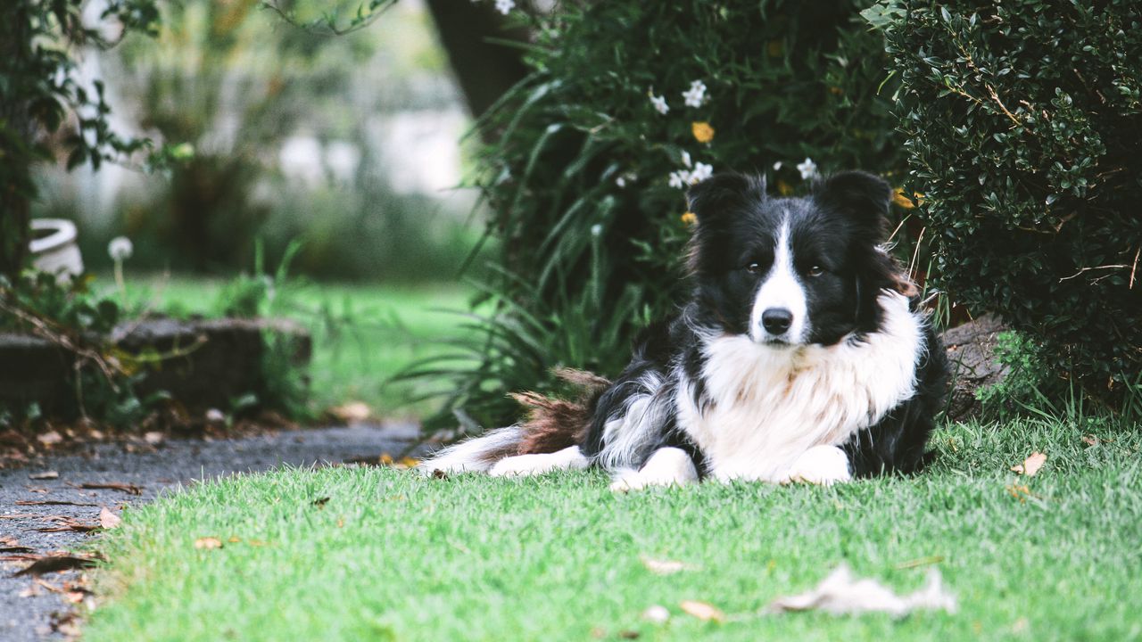 Wallpaper border collie, dog, lies, spotted