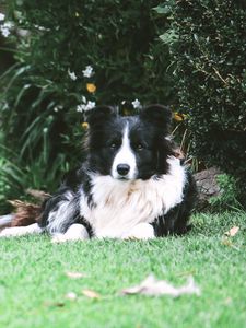 Preview wallpaper border collie, dog, lies, spotted