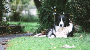 Preview wallpaper border collie, dog, lies, spotted