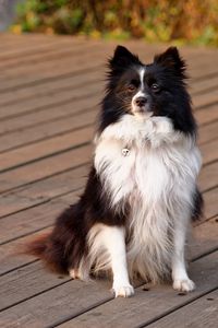 Preview wallpaper border collie, dog, pet, animal, furry