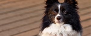 Preview wallpaper border collie, dog, pet, animal, furry