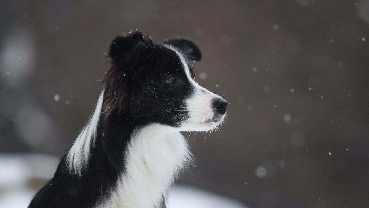 Wallpaper border collie, dog, spotted, snow