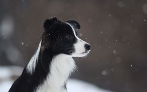 Preview wallpaper border collie, dog, spotted, snow
