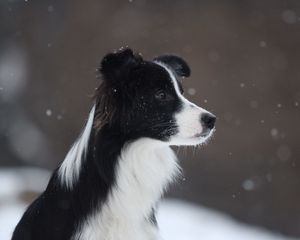 Preview wallpaper border collie, dog, spotted, snow