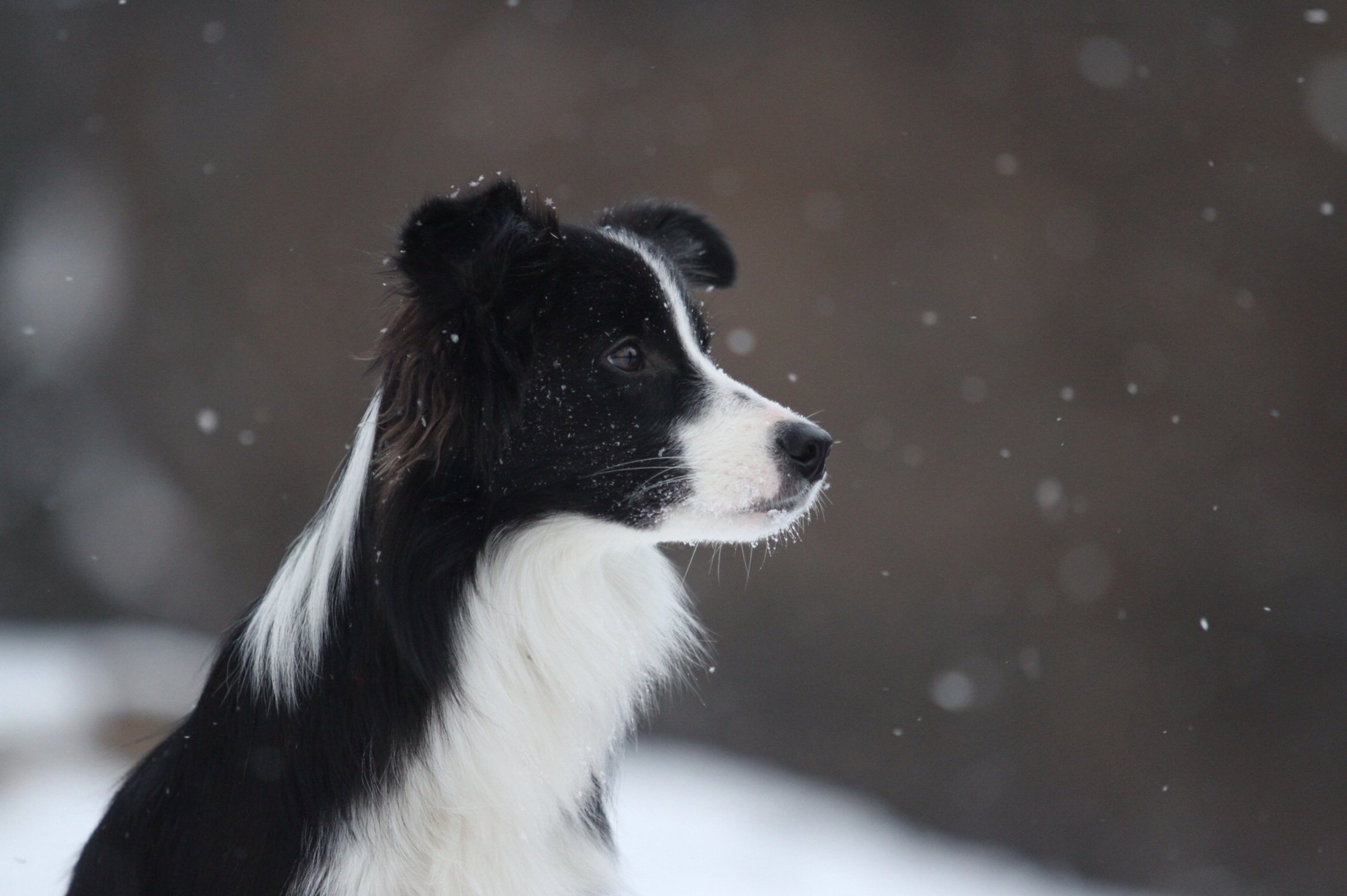 Download wallpaper 2302x1532 border collie, dog, spotted, snow hd