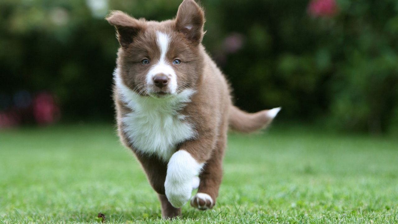 Wallpaper border collie, puppy, running, grass