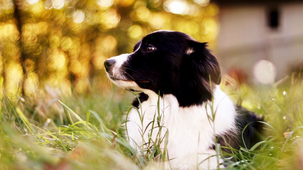 Wallpaper border collie, spotted dog, grass