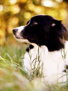 Preview wallpaper border collie, spotted dog, grass