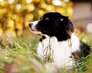 Preview wallpaper border collie, spotted dog, grass