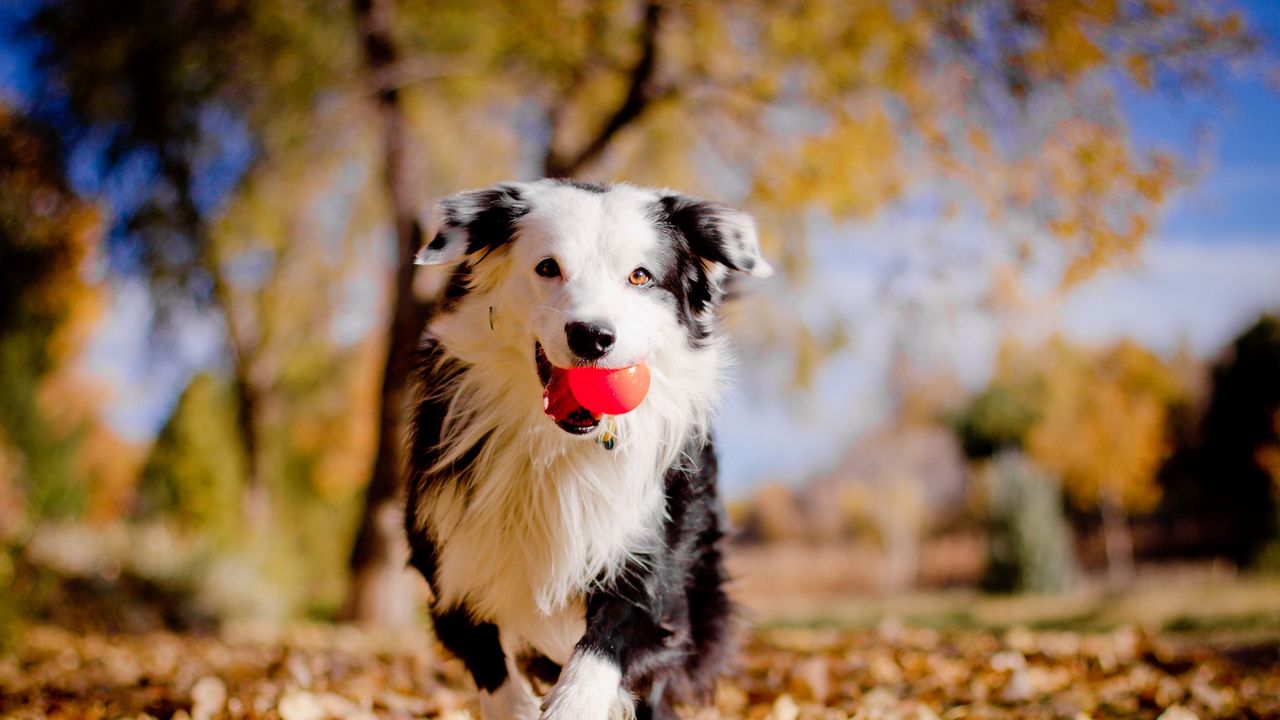Wallpaper border collies, dog, ball, leaves, autumn, mood