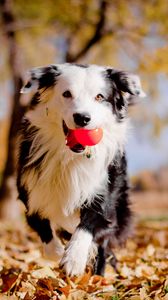 Preview wallpaper border collies, dog, ball, leaves, autumn, mood