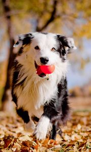 Preview wallpaper border collies, dog, ball, leaves, autumn, mood