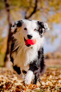 Preview wallpaper border collies, dog, ball, leaves, autumn, mood
