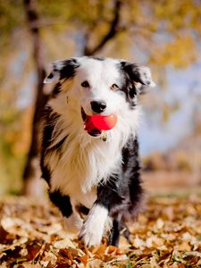 Preview wallpaper border collies, dog, ball, leaves, autumn, mood