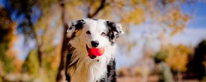 Preview wallpaper border collies, dog, ball, leaves, autumn, mood