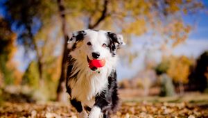 Preview wallpaper border collies, dog, ball, leaves, autumn, mood