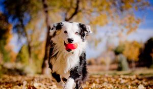 Preview wallpaper border collies, dog, ball, leaves, autumn, mood