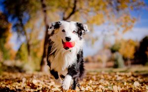 Preview wallpaper border collies, dog, ball, leaves, autumn, mood
