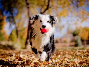 Preview wallpaper border collies, dog, ball, leaves, autumn, mood